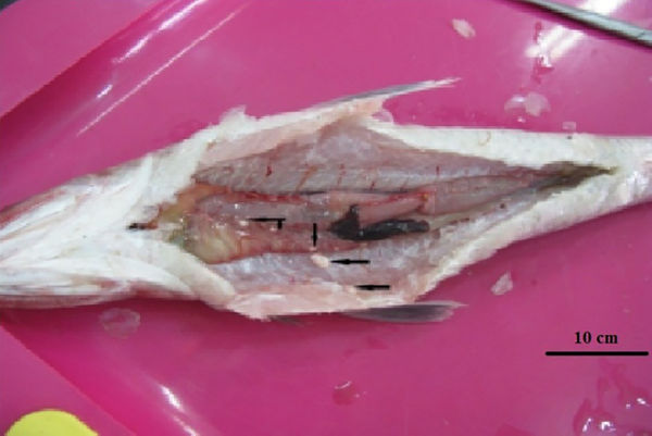 Body cavity of infected lizardfish. The viscera are covered by the microsporidian cysts (Blackhead arrows).