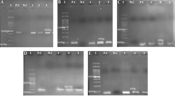 Gel electrophoresis of PCR amplicons of genes from isolated Streptococcus mutans, A, gtfD (431 bp); B, gtfB (96 bp); C, gtfC (91 bp); D, spaP (192 bp); E, luxS (93 bp). L, Ladder (100 bp); P.C, positive control S. mutans ATCC35866; N.C, negative control (the tube containing distilled water, gene primers, and Master Mix). The numbers indicate the samples expressing the target genes.