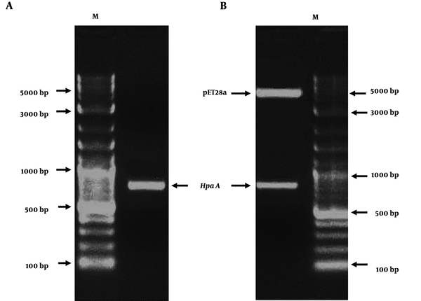 The construction and identification of recombinant expression vector pET28a/HpaA. (A) PCR-amplified HapA DNA sequences from Helicobacter pylori ATCC26695. (B) Identification of recombinant expression vector pET28a/HpaA by the restricted endonuclease enzyme. M represents the DNA marker.