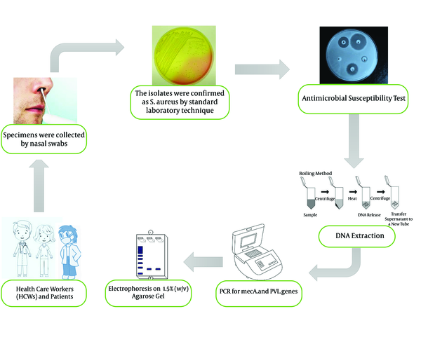 The process of methods of Staphylococcus aureus isolates