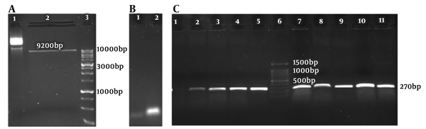 A, 1: Uncut PX-459 vector; 2: linear PX-459 vector; 3: DNA marker (1 Kb); B, 1: oligonucleotide F 789; 2: gRNA789 annealed; and C, 1: No template control (NTC), 2-5 and 7-11: wells cloning PCR, 6- DNA marker (100 bp ladder).