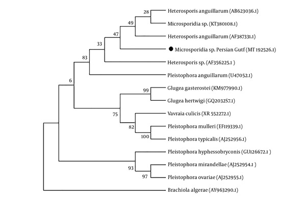 Maximum likelihood analysis of the relationships of lizardfish microsporidia (Persian Gulf isolate) and representatives of each major microsporidian group based on the ssrRNA gene