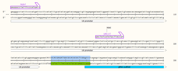 In-silico cloning gRNA789 Leishmania gp63 gene by SnapGene software (V.3.2.1).