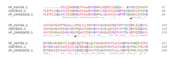 Partial N terminal amino acid sequence alignment of dinB gene from MG1655 (NP-414766.1), Streptococcus pneumonia (VDG78933) and S. uberis (WP-154626638.1). The conserved residues for interaction with RecA are underlined.