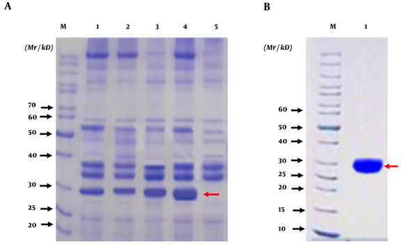 The expression, purification, and identification of recombinant HapA protein. (A) Analysis of expressed recombinant protein HpaA from Escherichia coli DE3 (BL21) by SDS-PAGE; M: protein marker; Lanes 1, 2, 3, 4 are the lysates of induced E. coli DE3 with IPTG at 1 h, 2 h, 3 h, and 4 h, respectively; Lane 5 is the lysate of induced E. coli DE3 without IPTG; (B) Analysis of purified recombinant protein HpaA by SDS-PAGE; M: protein marker; Lane 1: purified recombinant protein HpaA (the recombinant protein HpaA is indicated by red arrows in figures)