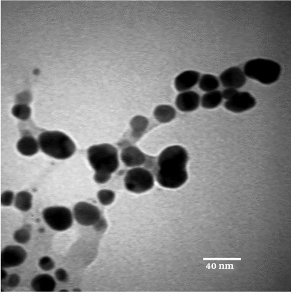 Transition electron microscopy (TEM) images of synthesized AgNPs by the extract of Berberis vulgaris.