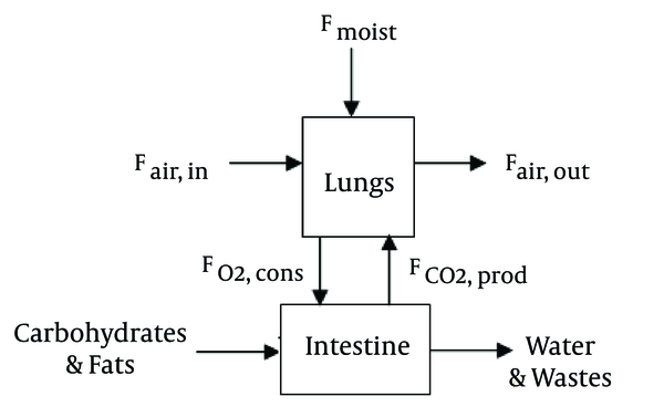 A schematic representation of major material streams crossing the lung boundaries.