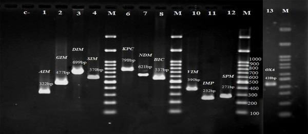 Electrophoresis of the polymerase chain reaction products of carbapenemase genes. C- Negative control, M: 100 bp DNA ladder, Lane 1-13: PCR product of carbapenemase genes