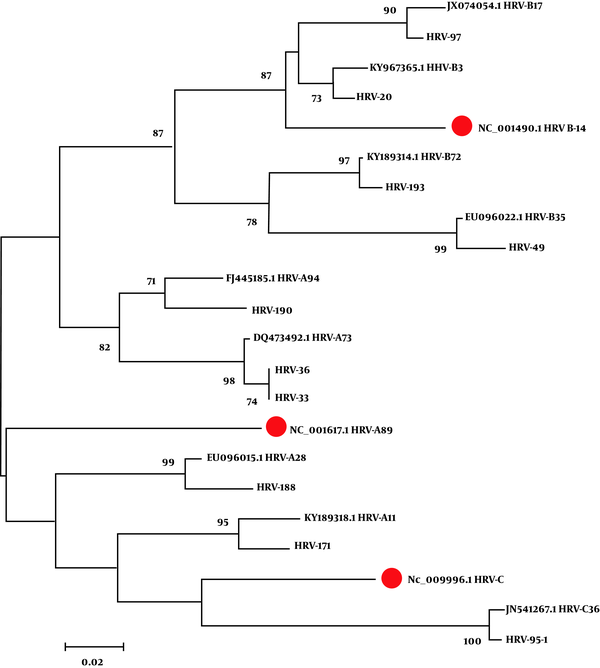 The phylogenetic tree drawn using the neighbor-joining method for some HRV-positive samples. The strains identified in this study and out-group sequences were analyzed against reference sequences (red circles). Phylogenetic trees were constructed using the neighbor-joining method (Kimura’s two-parameter) with 1,000 bootstrap values. The numbers in each branch indicate how close strains were to each other.
