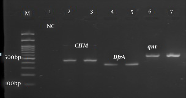 Multiplex PCR test results to determine CITM, dfrA, and qnr genes. Left to right: 100 bp marker, well number one as a negative control, wells two and three with CITM gene (462 bp), well number four with dfrA gene (367 bp), and well numbers six and seven with qnr gene (670 bp).