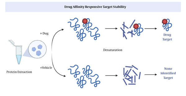 Drug affinity responsive target stability (DARTS) (11). After binding of a drug to a protein, proteases cannot cleavage the peptide, so the protein remains intact.