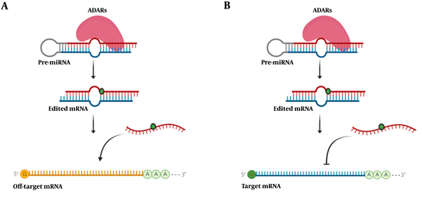Schematic illustration of microRNA editing impact in gene expression. A, RNA editing in microRNA could change the target of that microRNA and subsequently decrease off-target mRNA expression; B, editing events interfere in microRNA base-pairing with its target mRNA and increases the expression level of target mRNA.