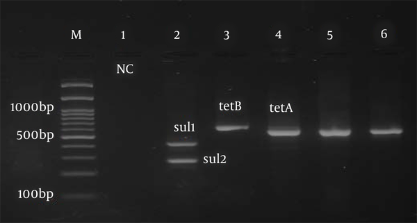 Multiplex PCR test results to determine tetA, tetB, sul1, and sul2 genes. Left to right: 100 bp marker, well number one as a negative control, well number two with sul1 (433 bp) and sul2 (293 bp) genes, and well numbers three and four with tetB (634bp) and tetA (577bp) genes.
