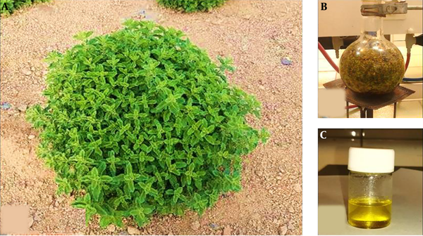 A, origanum vulgar subsp. viride; B, dried leaves in a 1 L flask; and C, extracted EOs