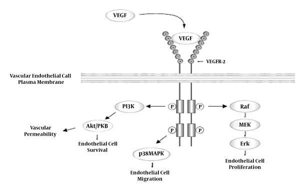 How VEGF affects vascular endothelial cells