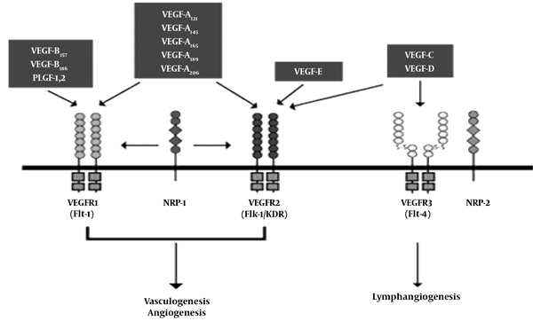 VEGF family and its receptors