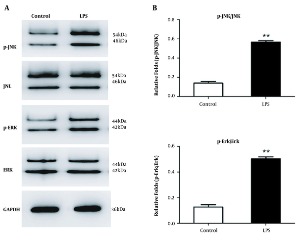MAPK/ERK/JNK pathway levels are elevated in LX-2 cells. A, Western blot analysis of MAPK/ERK/JNK levels in LX-2 cells in response to LPS for 30 min. GAPDH served as the gene for loading control. B, Gray analysis of relative fold changes of protein phosphorylated JNK (p-JNK)/JNK and phosphorylated ERK (p-ERK)/ERK. P-JNK, JNK, p-ERK, and ERK represented as the sum of two bands. * P &lt; 0.05 relative to control groups.