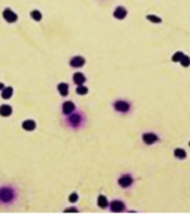Jentashapir J Cell Mol Biol