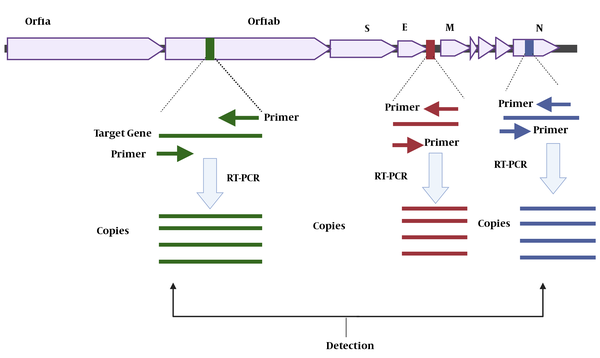 Detection of SARS-CoV-2 Using Target Genes (Created by Biorender, www.biorender.com)