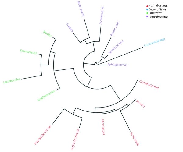 Genus level phylogenetic tree of normal skin microbiome. Genera with the same color belong to the same phylum.