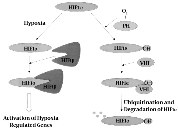 How HIF-1 is activated by hypoxia