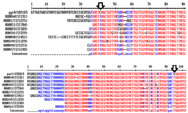Mutation site marked with an arrow in the two images. Comparison of the mutations in gyrA and parC in Acinetobacter baumannii, with sequencing of wild-type gyrA and parC genes (GenBank Accession No. X82165 and X95819, respectively).