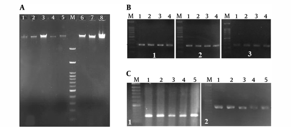 A, DNA extracted from patients 1 - 8. M, 100 bp DNA size marker. Gel agarose 1%; B, gel electrophoresis of amplified PCR products of the upstream site of the LIF gene after optimization. PCR products of patients 1 - 4. M: 100 bp DNA size marker. Gel agarose 1%; B1, 248 bp bands; B2, 242 bp bands; and B3, 245 bp bands; C, gel electrophoresis of amplified PCR products of the upstream site of the LIFR gene after optimization. PCR products of patients 1 - 5. M: 100 bp DNA size marker. Gel agarose 1%. C1, 216 bp bands; C2, 232 bp bands.
