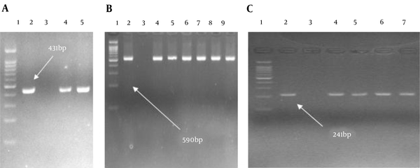 Gel electrophoresis shows the PCR products of bla TEM, bla SHV, and bla CTX-M (A, Lane 1, DNA ladder 100 bp; Lane 2, control positive of bla TEM; Lane 3, control negative of bla TEM; Lanes 4 and 5, clinical isolates carrying bla TEM; B, Lane 1, DNA ladder 100 bp; Lane 2, control positive of bla CTX-M; Lane 3, control negative of bla CTX-M; Lanes 4 - 9, clinical isolates carrying bla CTX-M. C; Lane 1, DNA ladder 100 bp; Lane 2, control positive of bla SHV, Lane 3; control negative of bla SHV; Lanes 4 - 7, clinical isolates carrying bla SHV).