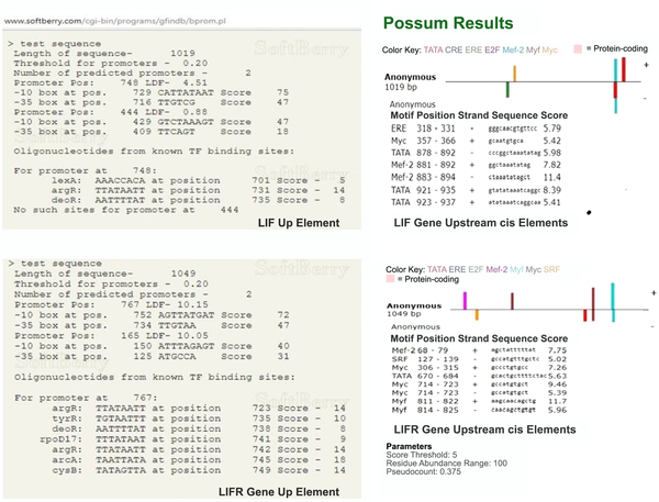 A, FProm server showed the binding site of some of the transcription factors in the upstream sequences of LIF and LIFR genes; B, based on the Possum server results, the binding site of some of the transcription factors in upstream sequences of LIF and LIFR genes was identified and compared with the results obtained from other servers.