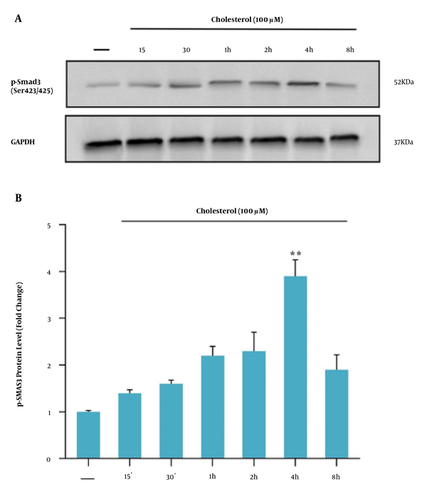 A, western blot analysis of Smad3C expression in LX-2 cells. Effect of different incubation times of cholesterol-induced Smad3C phosphorylation in LX2 cell line; the cell lysates were immunoblotted; B, the relative Smad3C level. The relative Smad3C level was expressed as the ratio of Smad3C/GAPDH. The bands were analyzed with ImageJ software. The data were performed using a one-way analysis of variance (ANOVA), followed by Tukey's test. Data represent the mean ± SEM of three replicates; ** P < 0.01 vs. vehicle-treated controls.