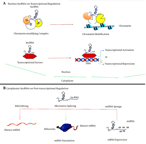 LncRNAs have been best identified at different stages for their role in controlling gene and genome function. LncRNAs theory mechanisms for gene and genome activity regulation. A, lncRNAs in the nucleus operate in transcriptional regulation by interacting with chromatin-modifying complexes or transcription factors; B, cytoplasmic lncRNAs usually function as RNA processing regulators, such as RNA editing, alternative splicing and miRNA-mediated mRNA expression.