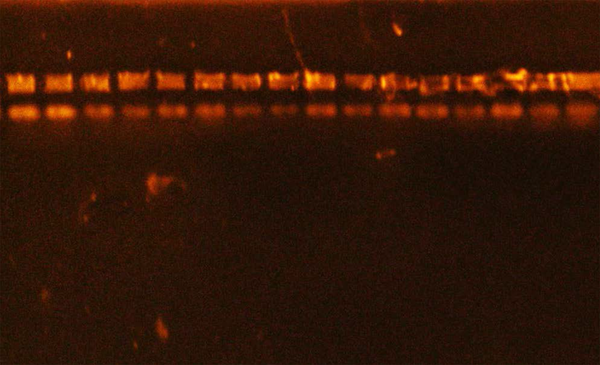 Gel electrophoresis of genomic DNA extraction from Staphylococcus aureus 1% agarose gel at 6 vol/cm for 1:00 hours.