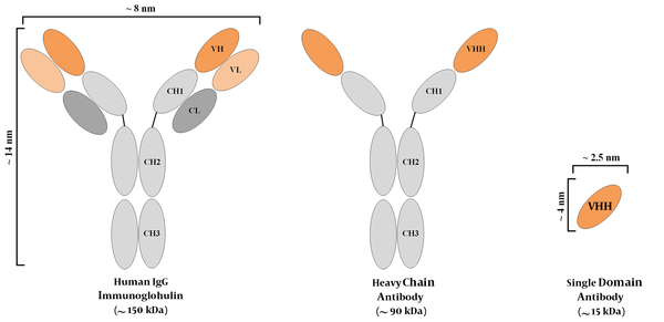 A simplified representation of a conventional immunoglobulin molecule, a heavy chain antibody, and a single domain antibody (also known as a nanobody or VHH). The size (in nanometer) and molecular weights (in kDa) are also featured.