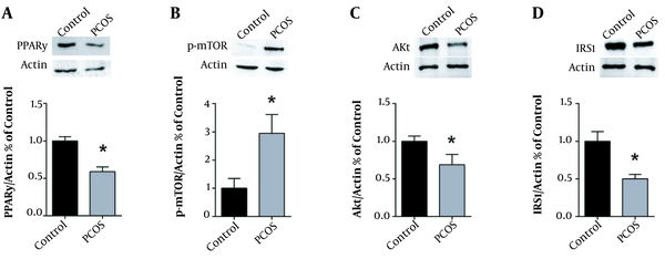 DHEA decreases PPARγ, Akt, and IRS1, while increasing mTOR protein expression. Typical western blots of control versus PCOS rats, along with the corresponding β-actin, and graphical representation of the protein expression normalized to β-actin and expressed as fold of control for (A) PPARγ, (B) p-mTOR, (C) Akt and (D) IRS1. Values are presented as the mean ± SEM (* represents a significant difference from the control group P &lt; 0.05).