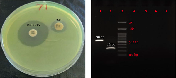 Phenotypic and genotypic screening for MBL-producer Pseudomonas aeruginosa. (A) Double disk synergy test for phenotypic detection of MBL enzymes and (B) Agarose gel electrophoresis of amplified products of MBL genes. lane 1: IMP (587 bp), lane 2: VIM (261 bp), lane 3: Ladder (100 bp), lane 4: NDM (782 bp), lane 5: SIM-2 (570 bp), lane 6: SPM (786 bp), and lane 7: GIM (477 bp).