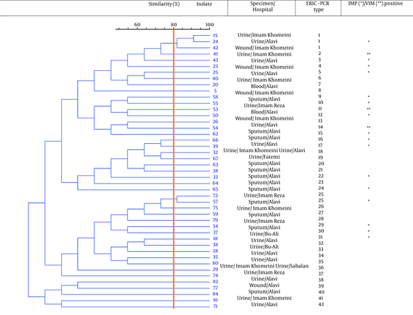 Dendrogram of ERIC-PCR patterns showing clonal relationships between MBL-producing Pseudomonas aeruginosa strains. Isolates with similarities >80% were considered clonally related strains.