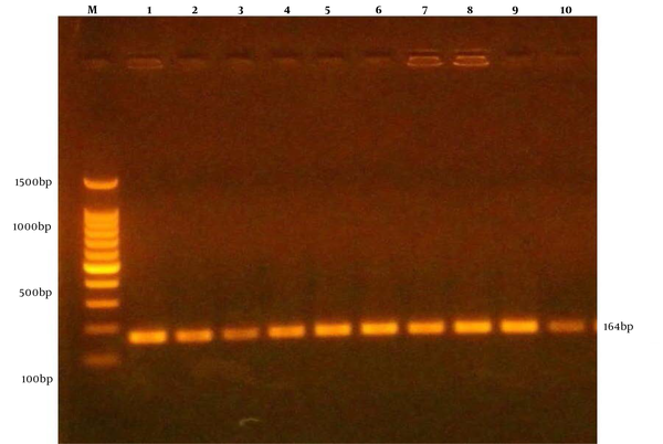 The results of the amplification of agr gene of Staphylococcus aureus samples were fractionated on 1.5% agarose gel electrophoresis stained with Eth.Br. M: 100 bp ladder marker. Lanes 1 - 10 represent 164 bp PCR products.