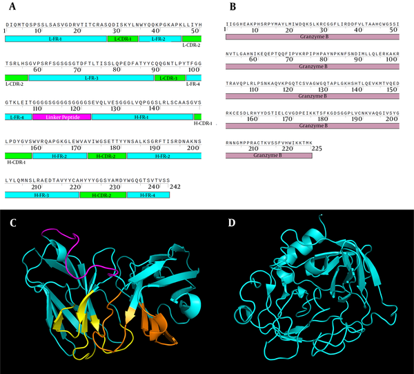 The amino acid sequences and the 3D structure of HuFMC63 and GrB. A and B, The amino acid sequence of HuFMC63 and GrB, respectively; C and D, The 3D structure of HuFMC63 and GrB, respectively. The framework regions of HuFMC63 are represented in cyan, the CDRs of the light and heavy chain in yellow and orange, respectively, and the (G4S)3 linker peptide in magenta. L, light chain; H, heavy chain; FR, framework region; CDR, complementarity-determining regions.
