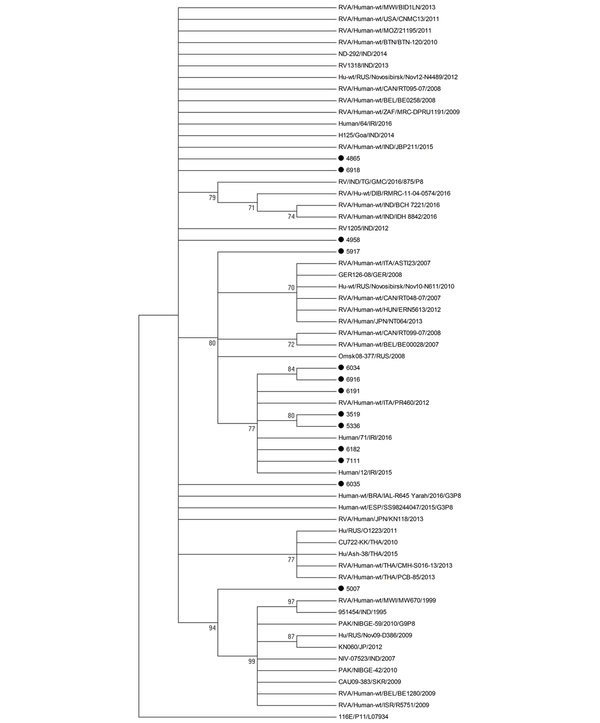 Phylogenetic analysis based on the partial VP4 sequence (691 bp) of human rotavirus G3 types. The black circles next to the taxa represent rotavirus sequences from this study.