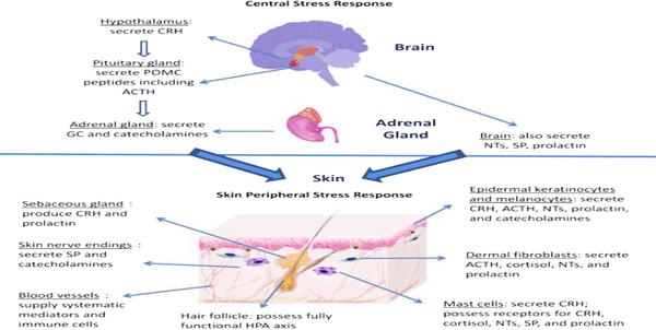 Schematic diagram, showing peripheral response of skin to stress (3).
