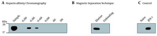 Western blot analysis of purified JFH-1 viruses from: A, Heparin-Affinity chromatography; and B, Magnetic Separation technique. Lysates of naive Huh7.5.1 and JFH-1 transfected Huh7.5.1 were served as negative and positive controls, respectively; C, Blots were probed with anti-hepatitis C virus core (C7-50) and detected by HRP-labelled anti-mouse lgG and lgM. The positions of the molecular mass markers (KDa) are shown.