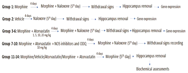 Schematic representation of drug administration for behavioural, gene expression and biochemical assessments.