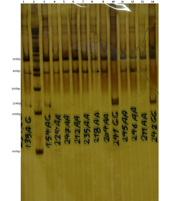 Genotyping of rs2987983 polymorphism by T.ARMS-PCR. Lines 4 - 9 and 11 - 13 have AA genotype, lines 10 and 14 have GG genotype, and lines 1 and 3 have AG genotype. Line 2 has a 100pb size marker.