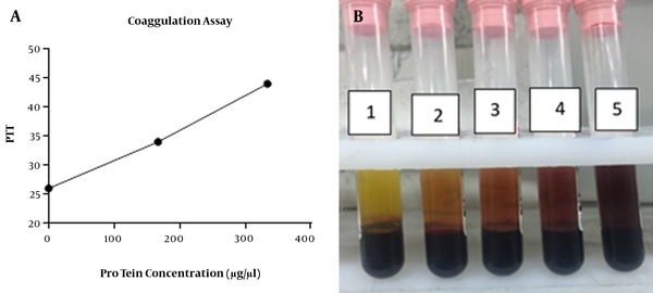 Anti-coagulation activity of 5% leech cream, A, The concentration chart of 0, 100 and 200 mg of cream (horizontal) versus PTT (vertical), respectively 26, 34, 44. Leech cream has remarkable effect on PTT. Anti-coagulation activity had positive relationship with increasing concentrations; B, The photograph of anti-coagulation properties of lyophilized leech extract. The results showed that the following enhancement of the concentration of lyophilized leech extract, anti-coagulation properties have been increased. The number of tubes from left to right includes 10, 20, 40 and 80 µL of lyophilized leech extract into fresh human blood.