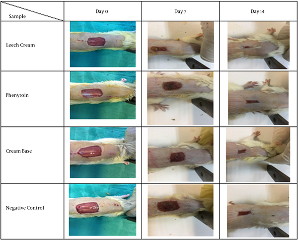 The pictures of the macroscopic explanations of amputation wound on days 0, 7, 14. The rats were exposed to topical management of 5% leech cream, Phenytoin, Cream base and negative control.