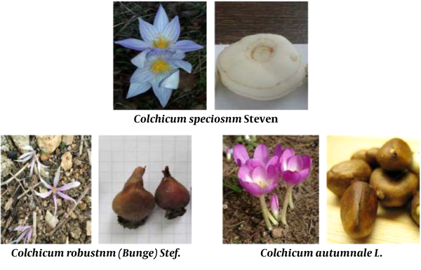 Three Colchicum species and their corms as the most important pharmaceutical organ