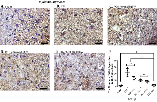 Immunohistochemical analysis of COX-2 expression in the spinal cord of mice in the inflammatory model of chronic pain. A, Sham; B, CFA; C, RGO 100; D, RGO 400; and E, RGO 600 mg/kg body weight (BW) treatments are shown; F, The number of COX-2-positive cells in the spinal cord (number ± SD; n = 4). Magnification, 1,000×; ns, not significantly different (P > 0.05). Significant differences (***, P < 0.001) were determined by one-way ANOVA with Tukey’s post hoc analysis. Linear regression s r2 value = 0.7368. CFA, complete Freund’s adjuvant; RGO, red ginger oil.