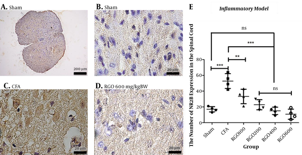 Immunohistochemical analysis of the expression of NMDA subunit NR2B expression in the spinal cords of mice in the inflammatory model of chronic pain. A, Sham (100× magnification); B, Sham (1,000×); C, CFA (1000×); and D, RGO 600 mg/kg body weight (BW) (1000×) are shown; E, NMDAR2B expression in spinal cord neurons (number ± SD; n = 4 mice). Statistical analyses: ns, not significant (P &gt; 0.05); **, P &lt; 0.01; ***, P &lt; 0.001 by one-way ANOVA with Tukey’s test. Linear regression between dose and NMDAR2B expression r2 value = 0.6920. CFA, complete Freund’s adjuvant; RGO, red ginger oil.