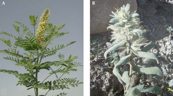 Appearance characteristics of Glycyrrhiza glabra (A) and Salvia officinalis (B) plants
