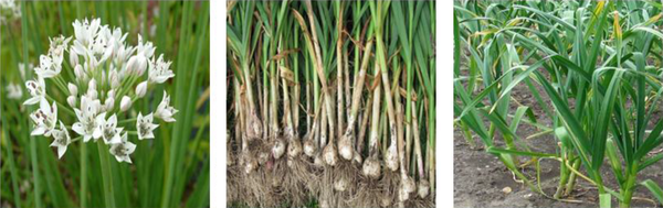 Garlic characteristics (Source: http://www.sfim.ir)